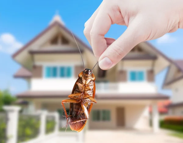 ¡Cuidado! Con la llegada del calor, también llegan las plagas a tu hogar