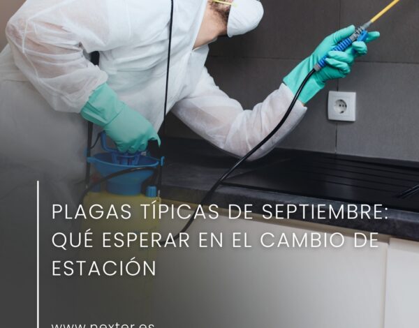 Plagas típicas de septiembre: qué esperar en el cambio de estación