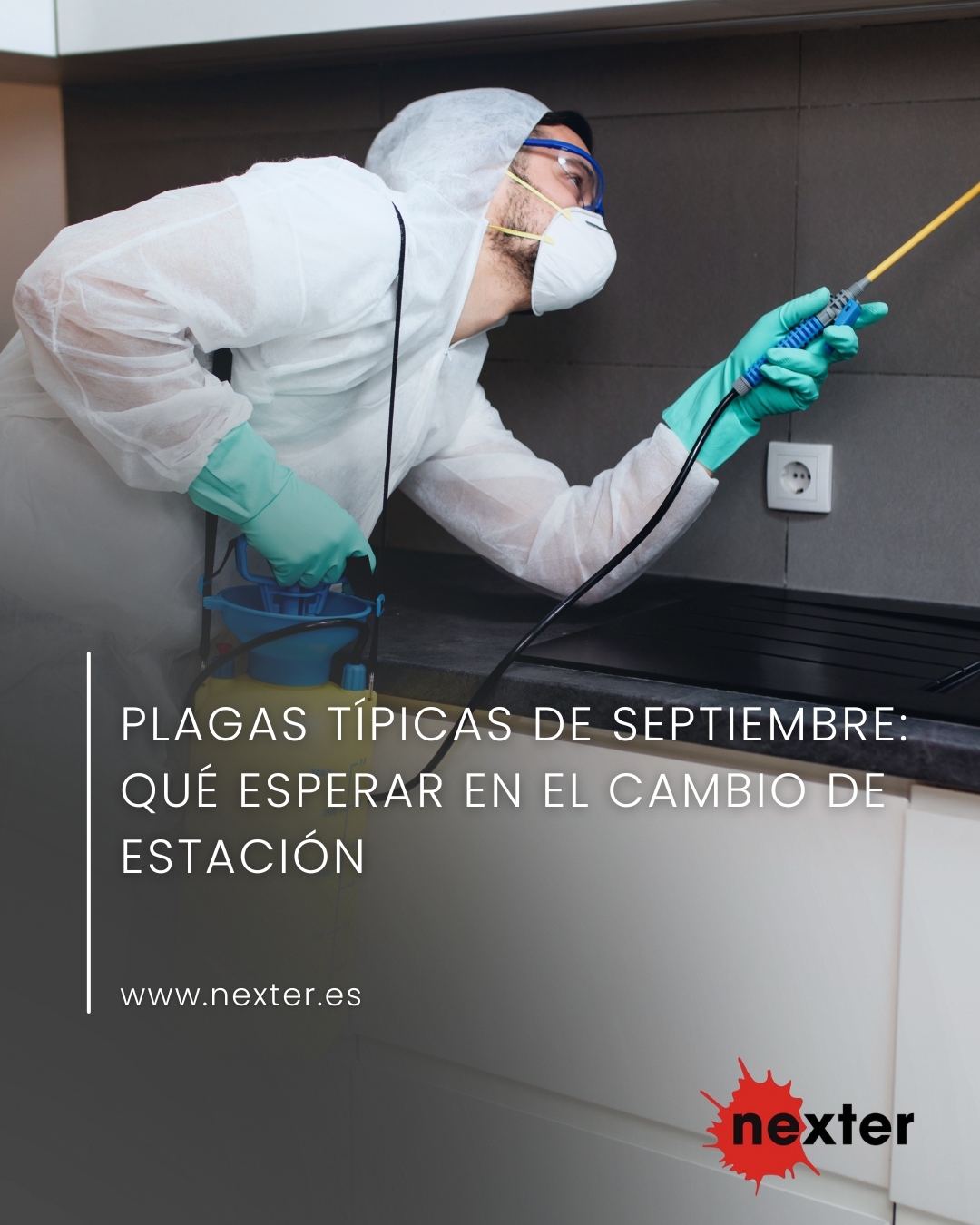 Plagas típicas de septiembre: qué esperar en el cambio de estación
