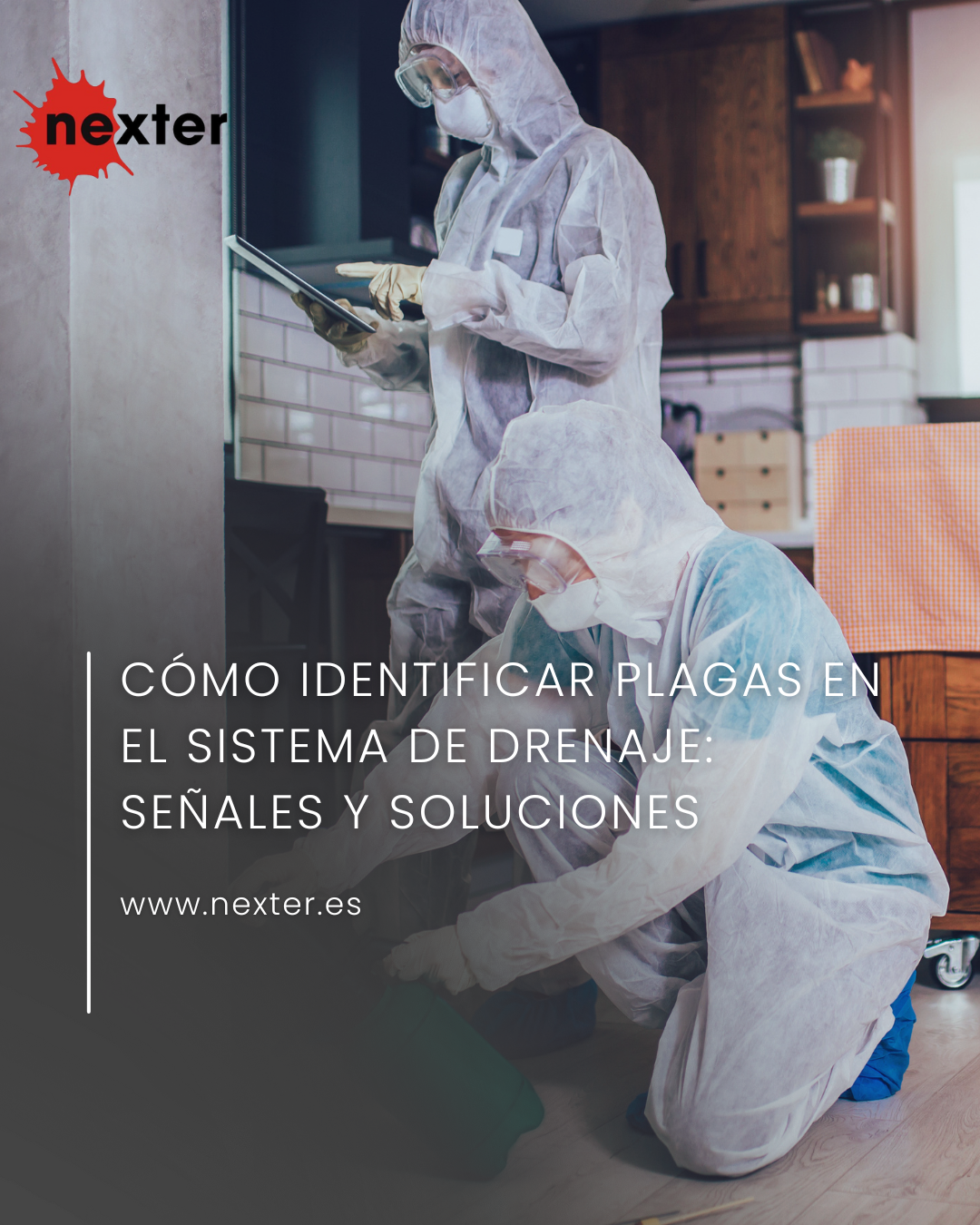 Cómo identificar plagas en el sistema de drenaje: señales y soluciones