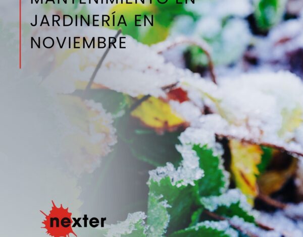 Labores de mantenimiento en jardinería en noviembre