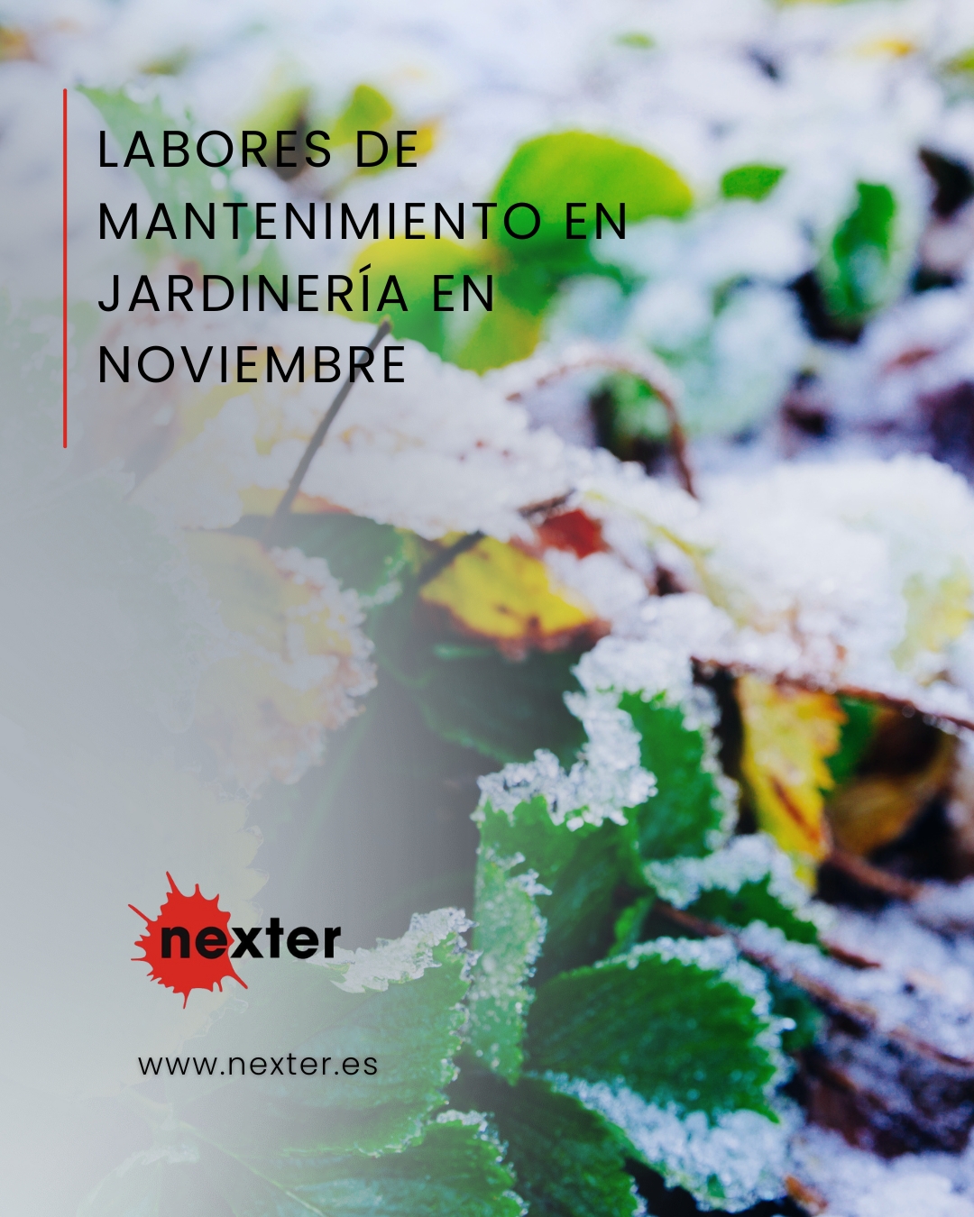 Labores de mantenimiento en jardinería en noviembre