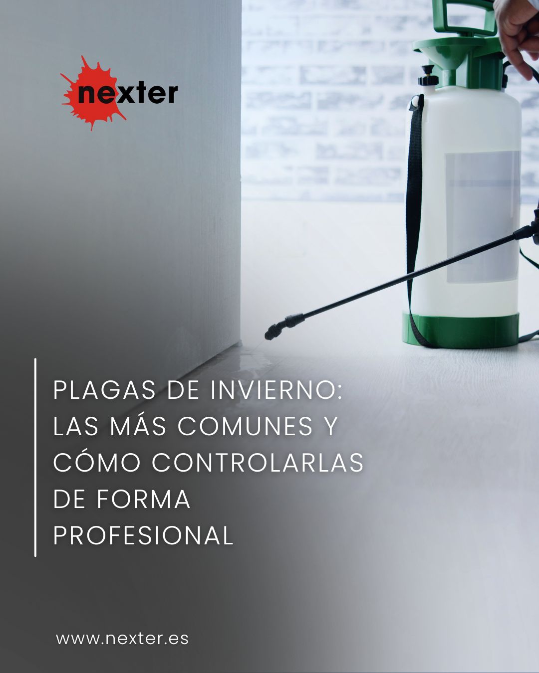 Plagas de invierno: las más comunes y cómo controlarlas de forma profesional