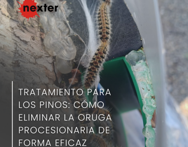 Tratamiento para los pinos: cómo eliminar la oruga procesionaria de forma eficaz