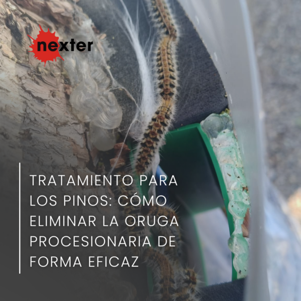 Tratamiento para los pinos: cómo eliminar la oruga procesionaria de forma eficaz