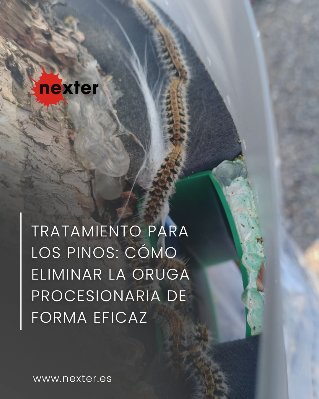 Tratamiento para los pinos: cómo eliminar la oruga procesionaria de forma eficaz