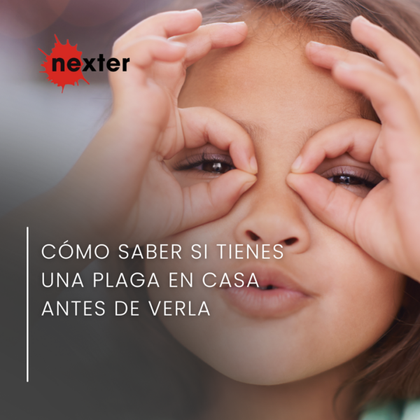 Cómo saber si tienes una plaga en casa antes de verla